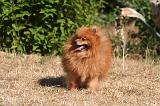 SPITZ ALLEMAND 496